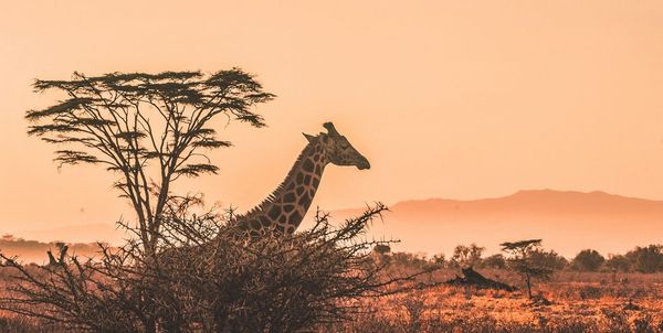 Mumbai to Johannesburg round-trip for ₹25086 ($351)